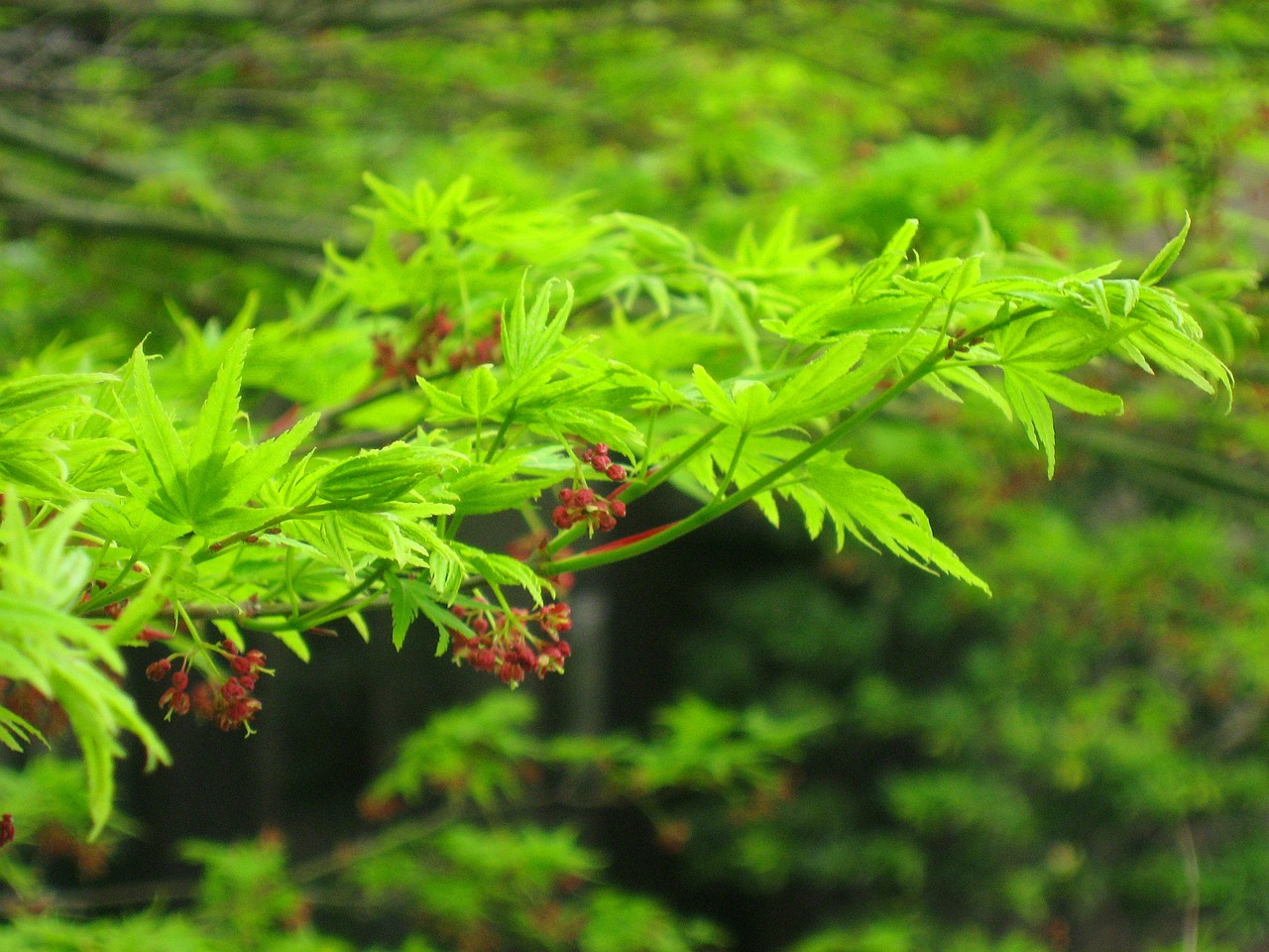 基地水稻种植技术与管理要点概述