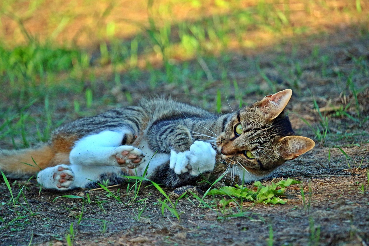 新澳门彩开奖结果今天，小鹏x9能便宜吗怎么更新猫咪视频软件版78.02.99
